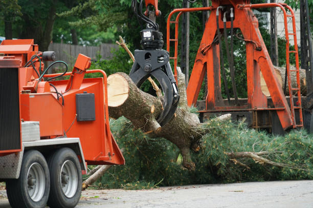 Best Tree Maintenance Programs  in Medical Lake, WA